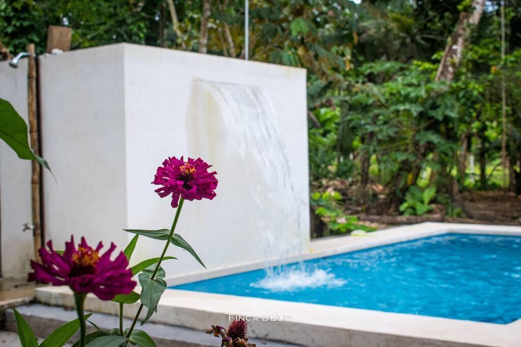Finca D'Elia Lodge Пуерто Лимон Екстериор снимка